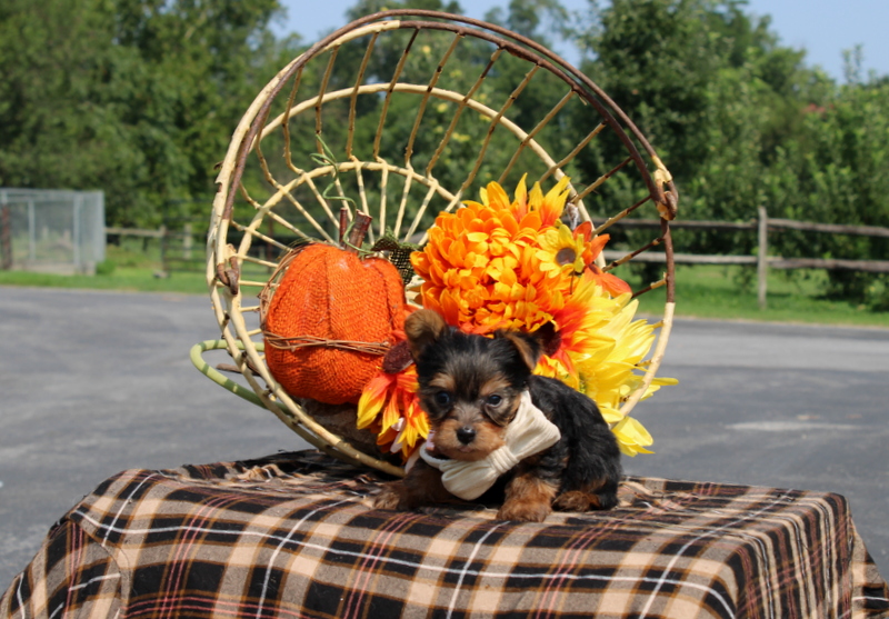 puppy, for, sale, Yorkshire Terrier, Matthew B. Stoltzfus, dog, breeder, Gap, PA, dog-breeder, puppy-for-sale, forsale, nearby, find, puppyfind, locator, puppylocator, aca